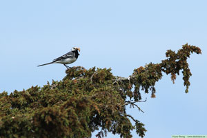 Sädesärla, Motacilla alba